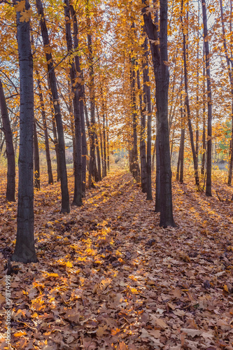 Autumnal Park. Autumn Trees and Leaves © Ryzhkov Oleksandr