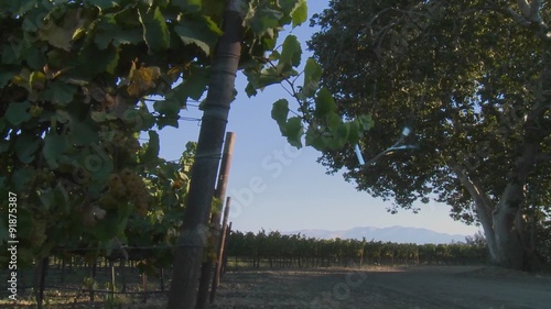 A Salinas Valley vineyard, Monterey County, California. photo