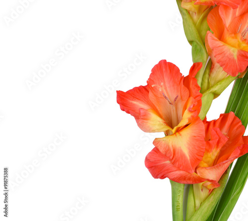 Beautiful gladiolus on paper background