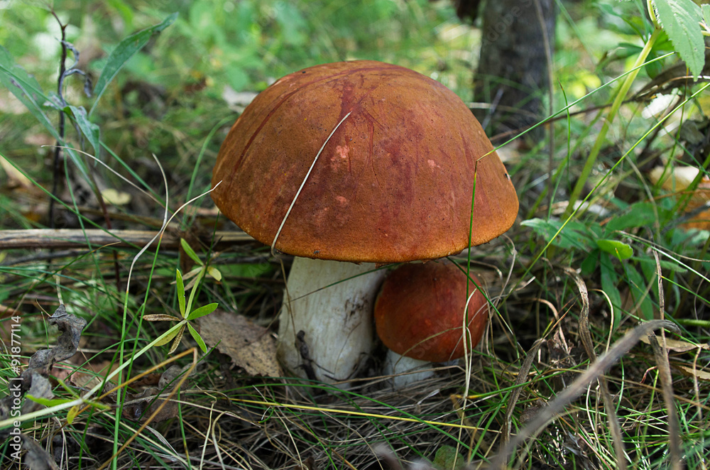 Group of orange-cap boletus in autumn forest