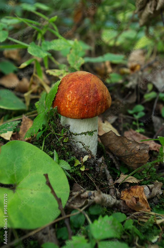 Orange-cap boletus Mushroom, Autumn Nature Orange-cap boletus Mushroom, Autumn Nature