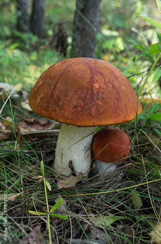 Close up of orange-cap mushroom (Leccinum Aurantiacum) growing i