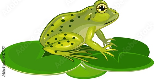 Green frog on leafs lily