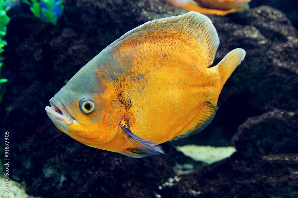 Underwater world - exotic fish in an aquarium Underwater world - exotic fish in an aquarium