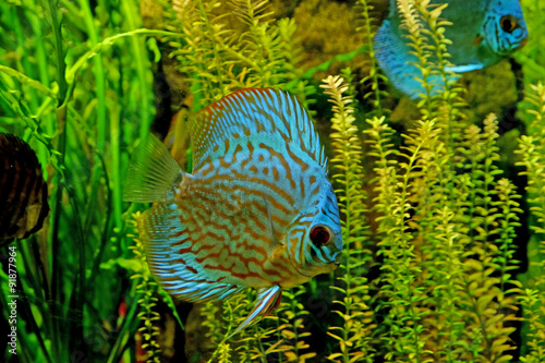 Underwater world - exotic fishes in an aquarium