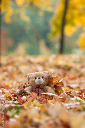 teddy bear in vintage suitcase in autumn leaves © barinovalena