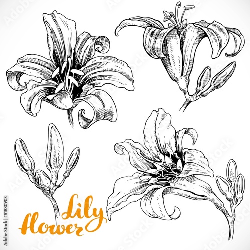 Fototapeta Naklejka Na Ścianę i Meble -  Drawing lily flowers and buds ink on white paper set