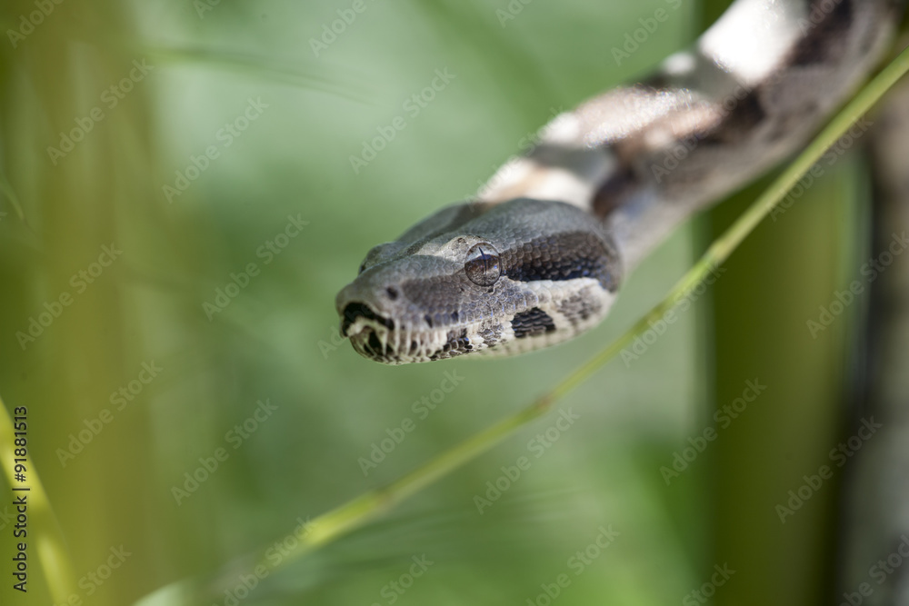 boa constrictor on bamboo branches in a natural environment boa constrictor on bamboo branches in a natural environment