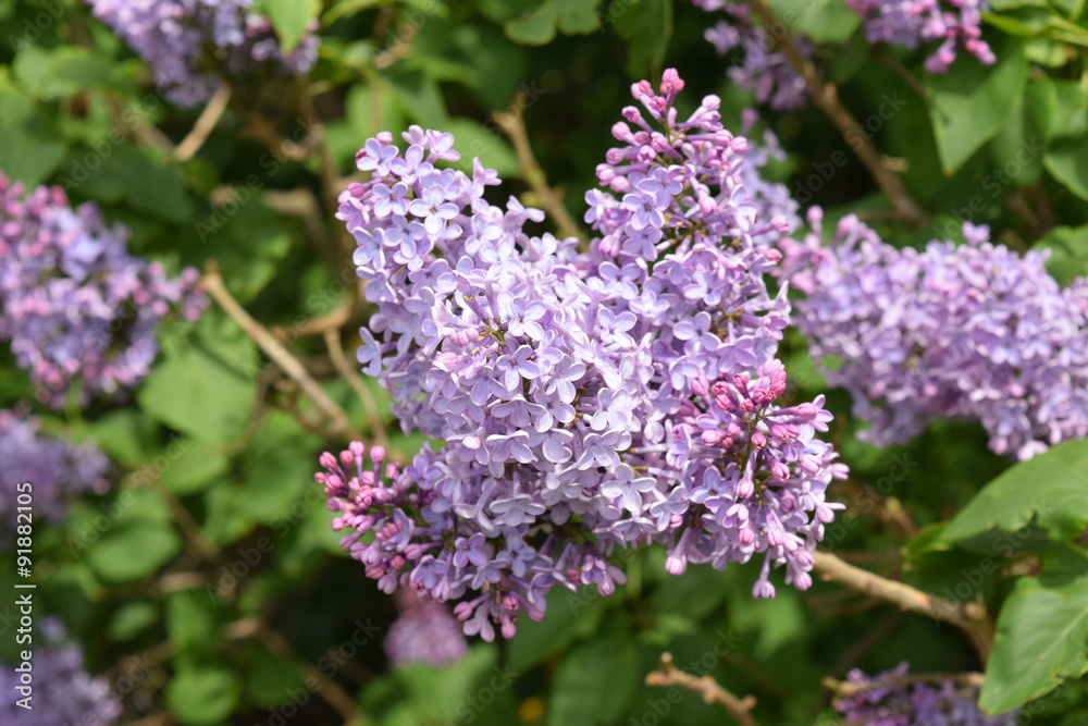 Obraz premium Lilac flowers