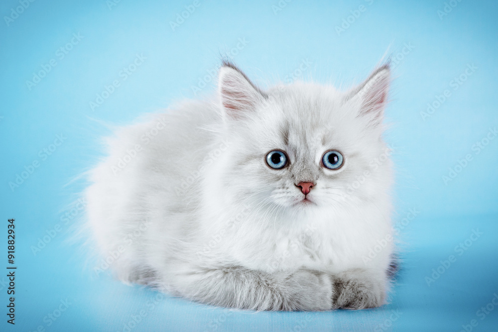 Neva masquerade kitten on blue background