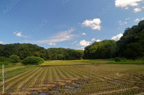 稲刈りした後の田んぼ