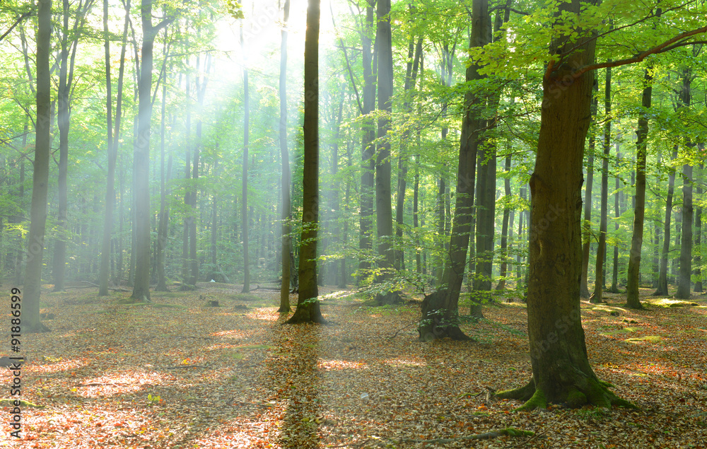 Obraz premium Rano w lesie