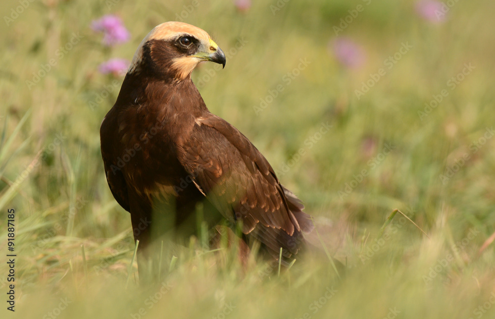 Marsh harrier Marsh harrier
