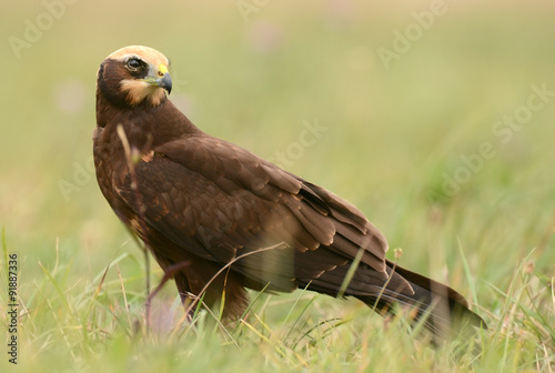 Marsh harrier