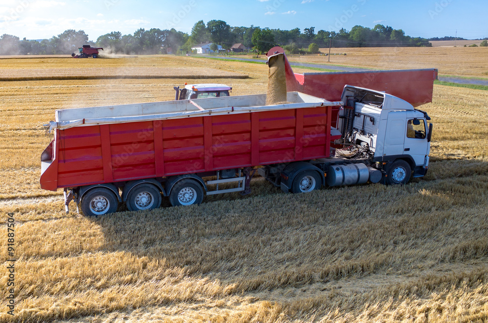 Fototapeta premium Filling the truck with wheat seeds