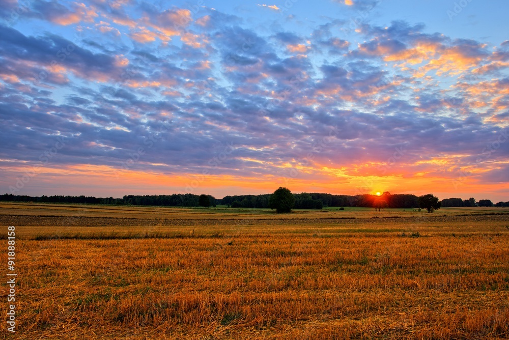 Sunset at summer fields