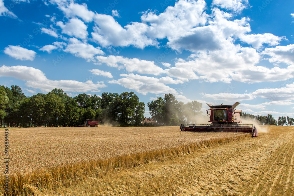 Fototapeta premium Combine working on the wheat field