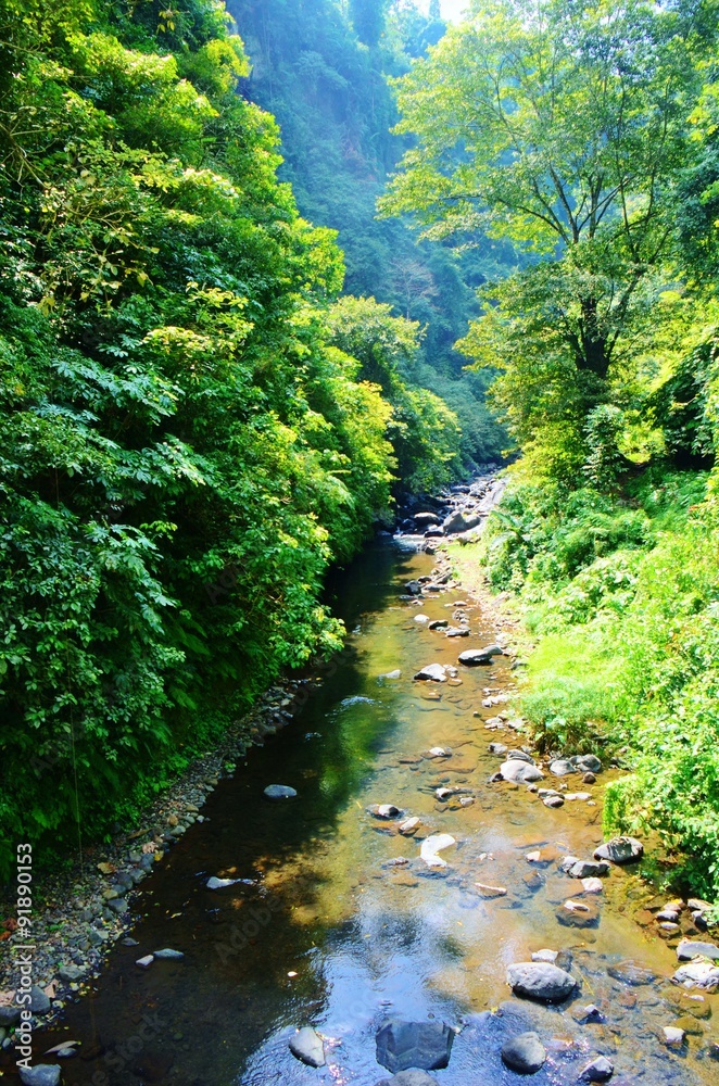 Spring in Jungle Spring in Jungle