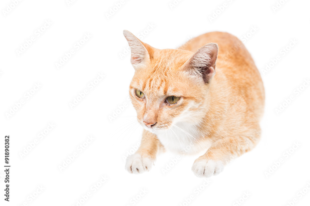 Fototapeta premium Domestic cat