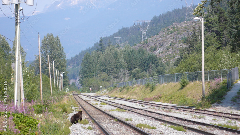 Walking bear on train tracks in mountains