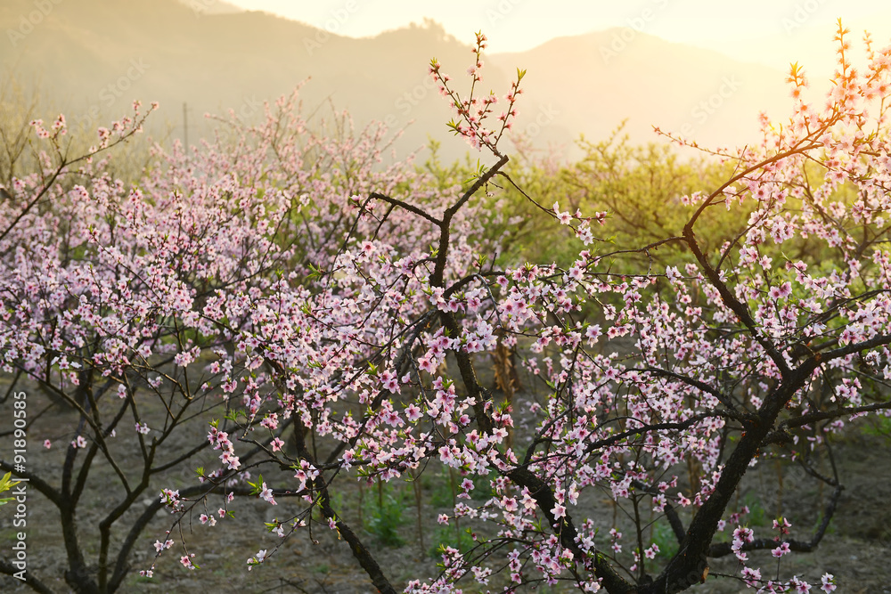 Naklejka premium pink blossoms