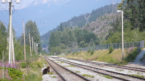 Walking bear on train tracks in mountains