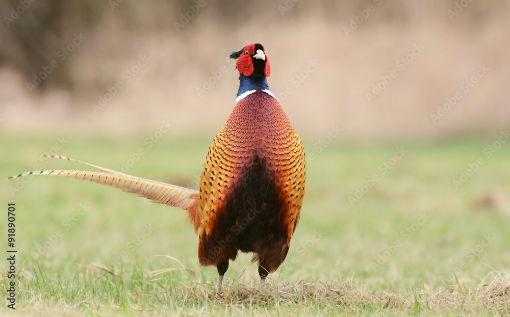 Fototapeta premium Ringneck Pheasant (Phasianus colchicus)