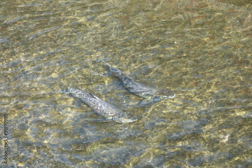 Salmon in the river