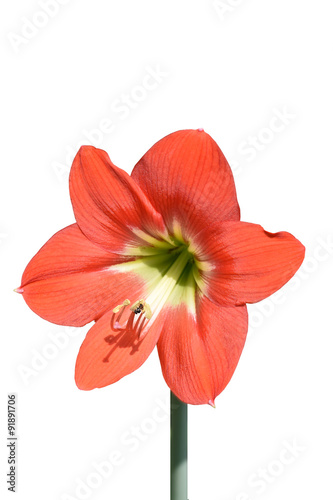 Big red flower isolated on white background. Hippeastrum Amaryllis