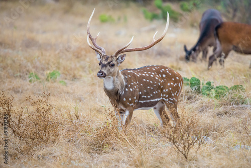 Axis Buck