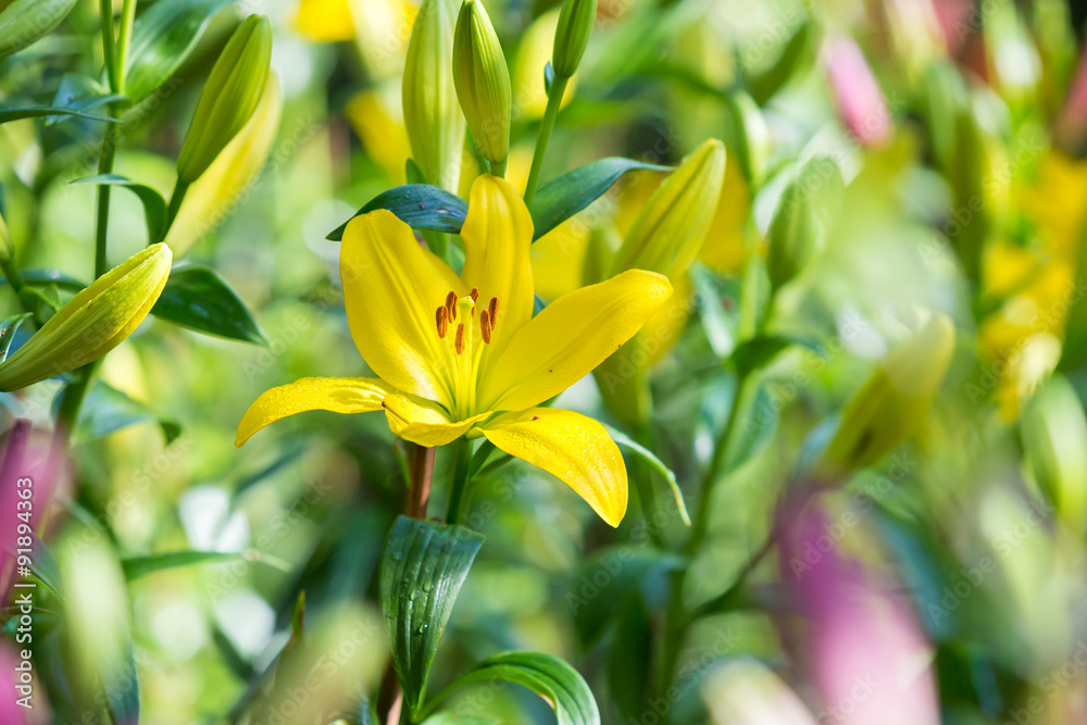 Obraz premium Yellow flowers in the garden, floral field green background.