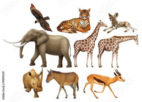 Various kind of wild animals