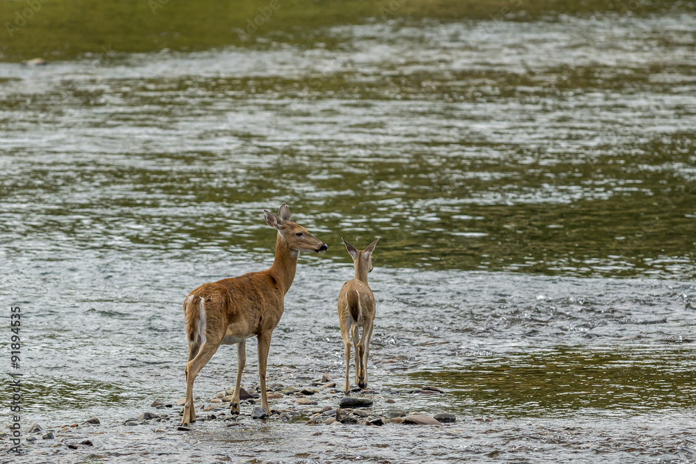Mother deer and doe in water.