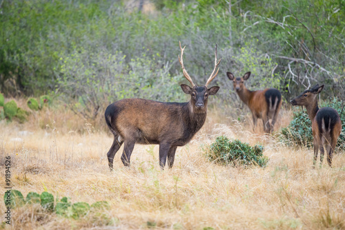 Sika Deer Buck