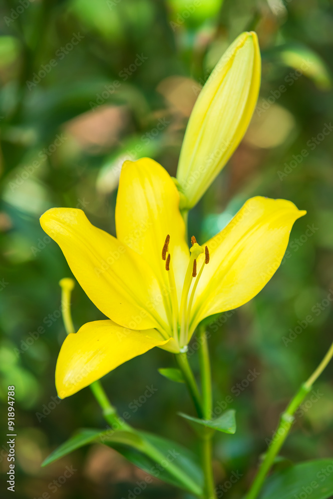 Yellow flowers in the garden, floral field green background. Yellow flowers in the garden, floral field green background.