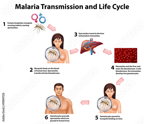 Malaria Transmission and life cycle