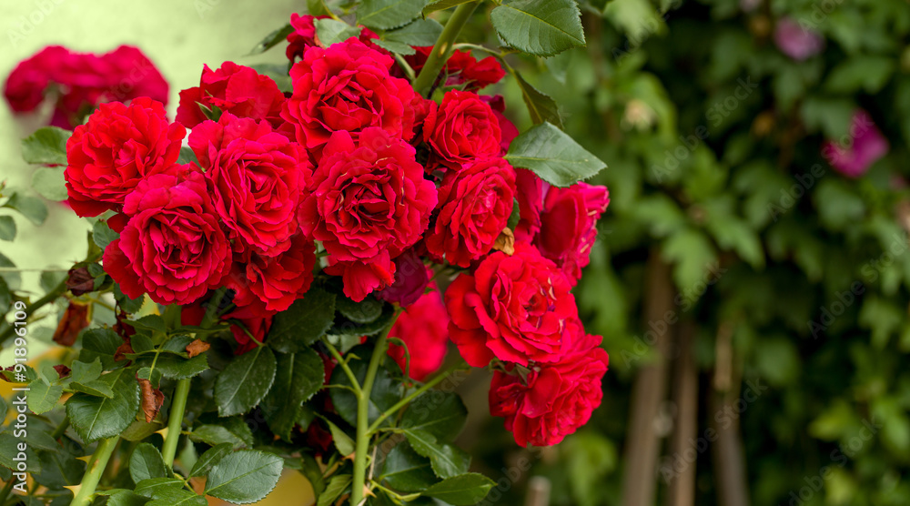 beautiful red roses for romatic background beautiful red roses for romatic background