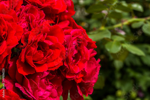 beautiful red roses for romatic background