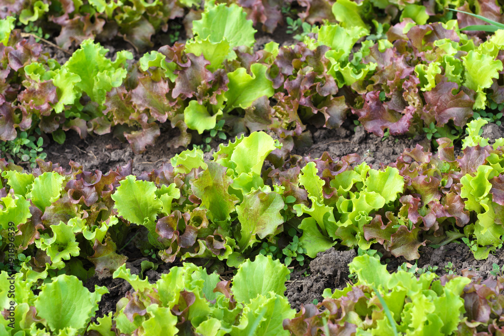 Fresh Green Lettuce or Salad Leaves at Summer Day as Natural Background Fresh Green Lettuce or Salad Leaves at Summer Day as Natural Background