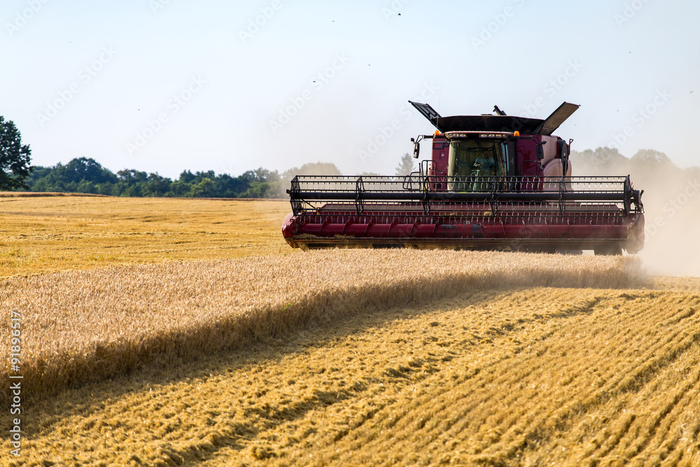 Fototapeta premium Combine working on the wheat field