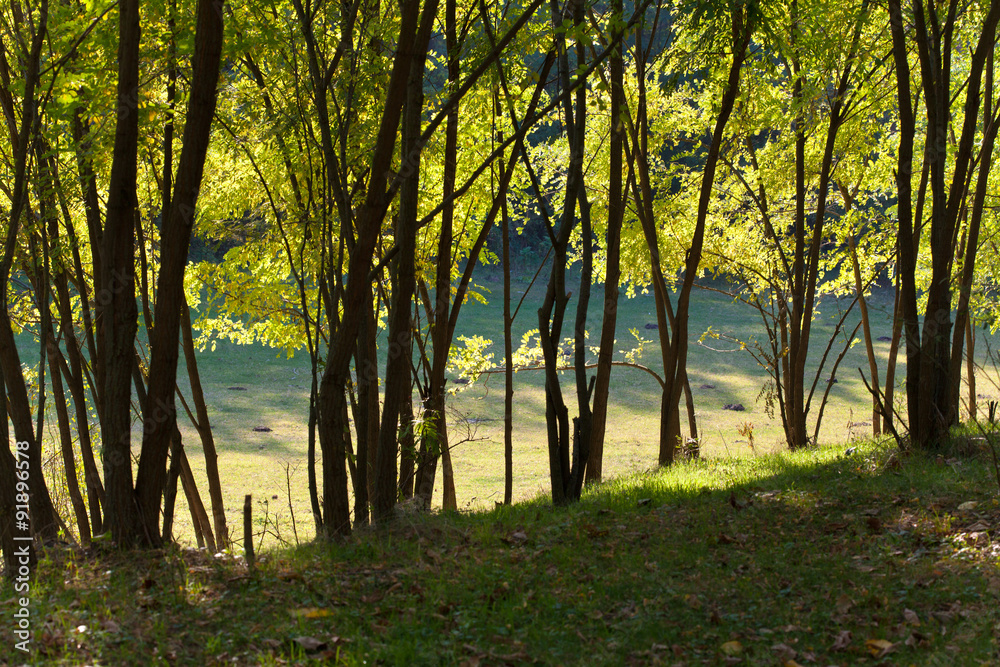 shadow and light in the forest