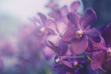 Poster Orchidee Paarse orchidee met vintage sfeer  © devilkae