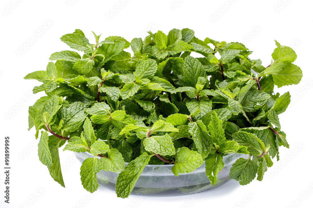 fresh mint leaves on white background fresh mint leaves on white background