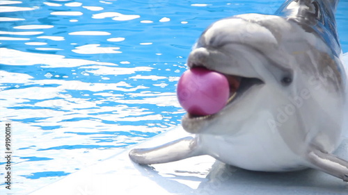 funny dolphin juggling ball