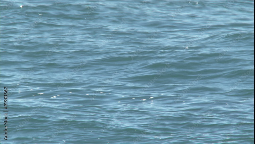 Orca & Seals-33 Orca & Seals-33