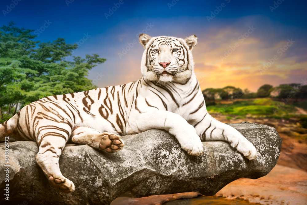 Naklejka premium Young white tiger