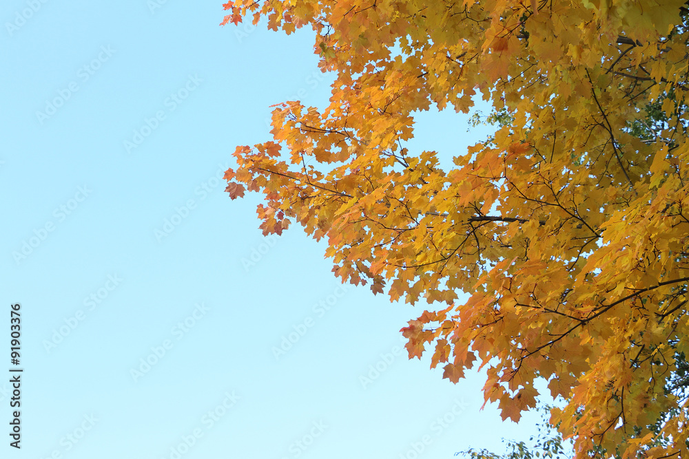 Maple branches in the fall against the blue sky Maple branches in the fall against the blue sky