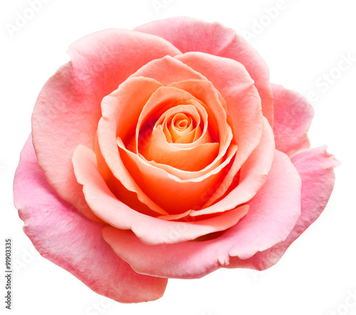 rose flower