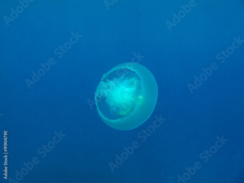 Jellyfish © tonguy324