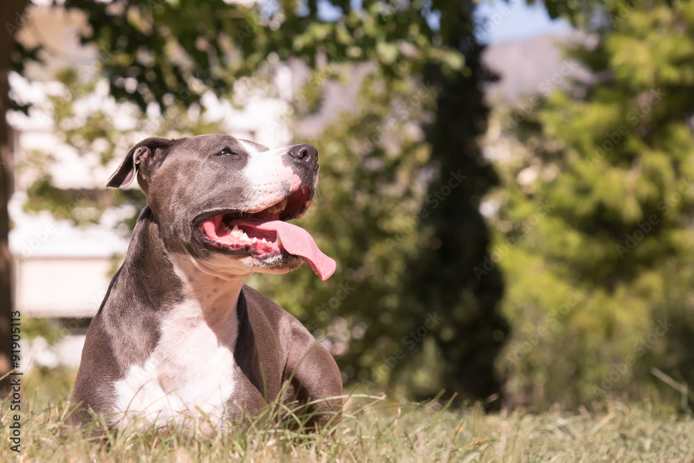 Beautiful moment of a dog resting happy at a park. Beautiful moment of a dog resting happy at a park.